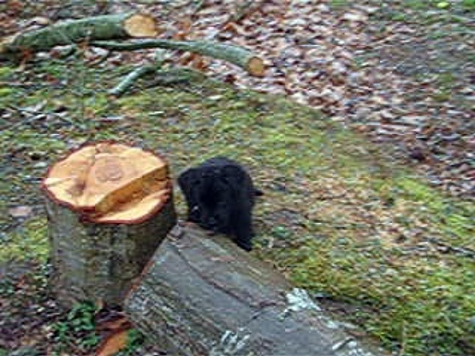 les bébés recherchent les oeufs de Pâques derrière la maison -labradors du domaine de la sauvagine - normandie-14
