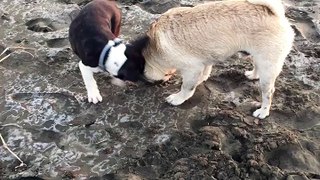 French bulldog and his bestie Pug at the beach