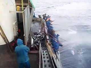 C.A-Oltayla Yemsiz Balık Yakalamak