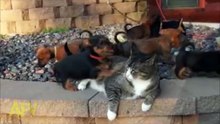 World 's Most Patient Cat Puts Up with Puppies