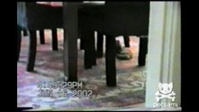 Woman finally figures out why all of her toilet paper disappears!