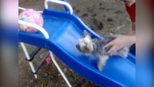 Yorkie Tries His Hardest to Climb Up a Slide