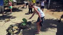 Woman Feeding Lizards Attacked By Duck