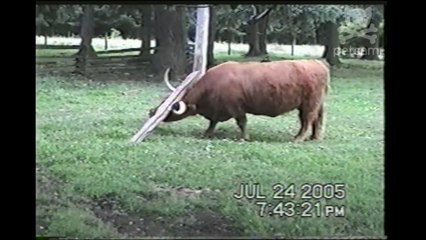 Yakety Yak Bring That Wood Back