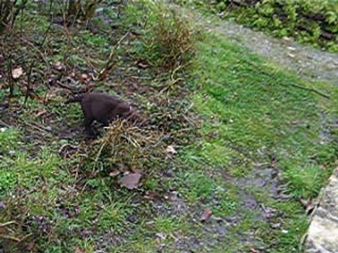bébés labradors chocolats fille collier petits coeurs et garçon ruban orange-domaine de la sauvagine-norman