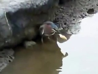 C.A-Ekmekle Balık  Yakalayan Akıllı  Kuş