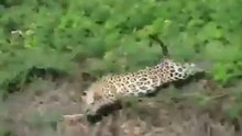 Leopard jumps in river to attack and kill a large crocodile