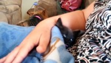 14 Weird Sounds Cats Make