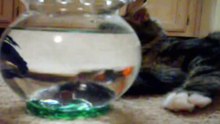 20 Seconds of Cute Cat Mayhem