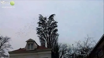 птицы на дерево