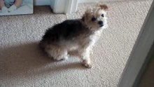 10 Minute Dog Gif