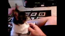 10 Minutes of Dogs Compilation