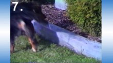 10 Reasons Why Bunnies Are Assholes