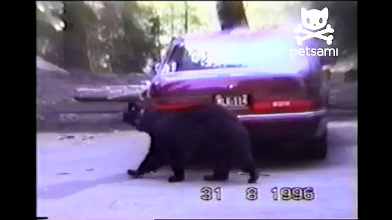 A bear completely demolishes a car