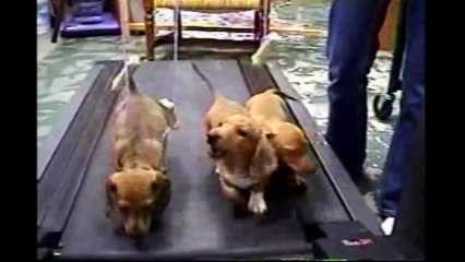 3 Cute Puppies On A Treadmill