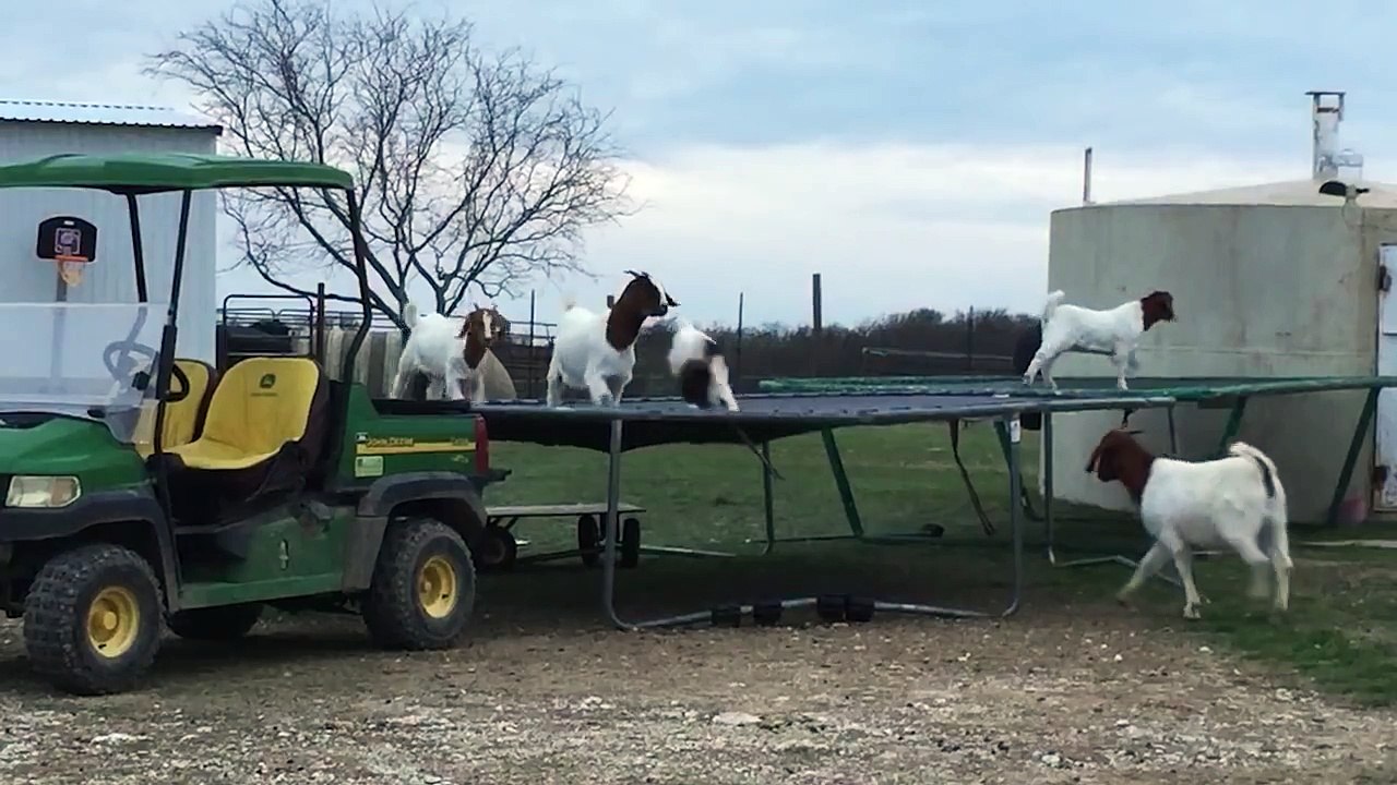 6 Goats Jumping on a Trampoline