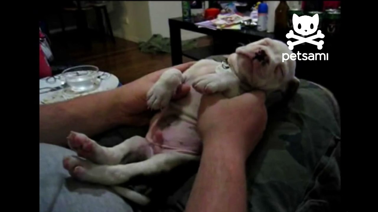 9 dogs and cats that partied too hard on Saint Patrick s Day