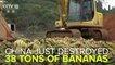 China Just Destroyed A Lot Of Bananas From The Philippines