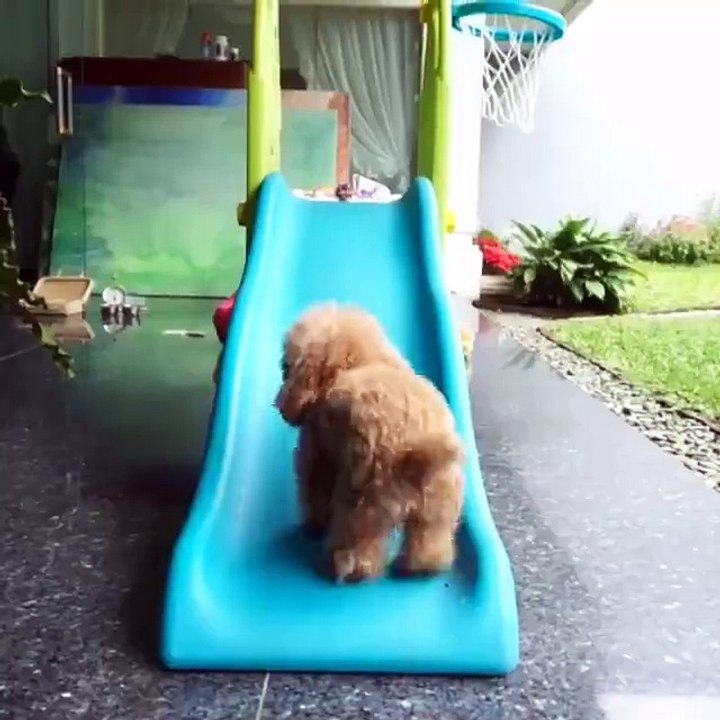 CUTE POODLE