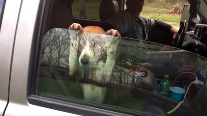 13 Animals Who Love Car Rides