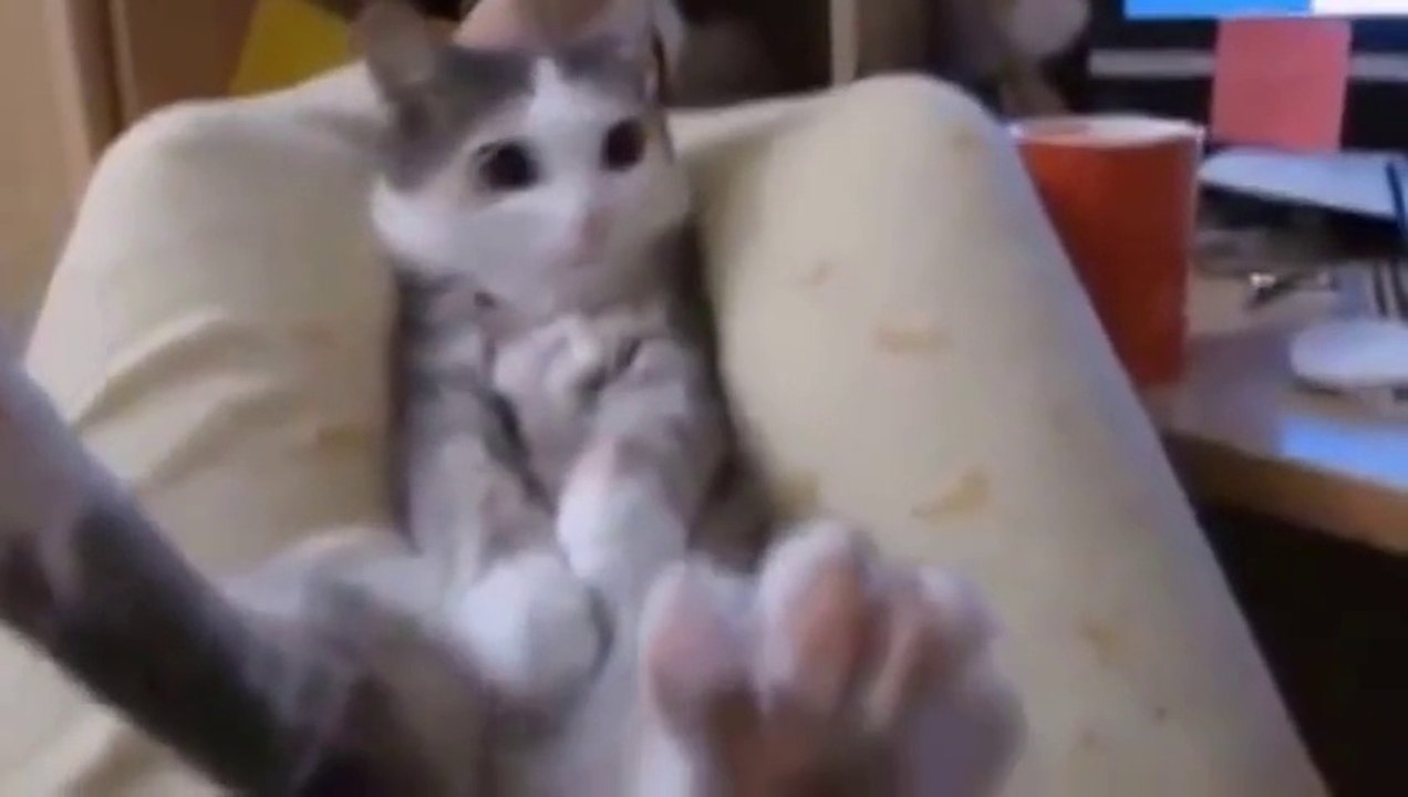 Funny crazy Animals - Very Funny Video 2016