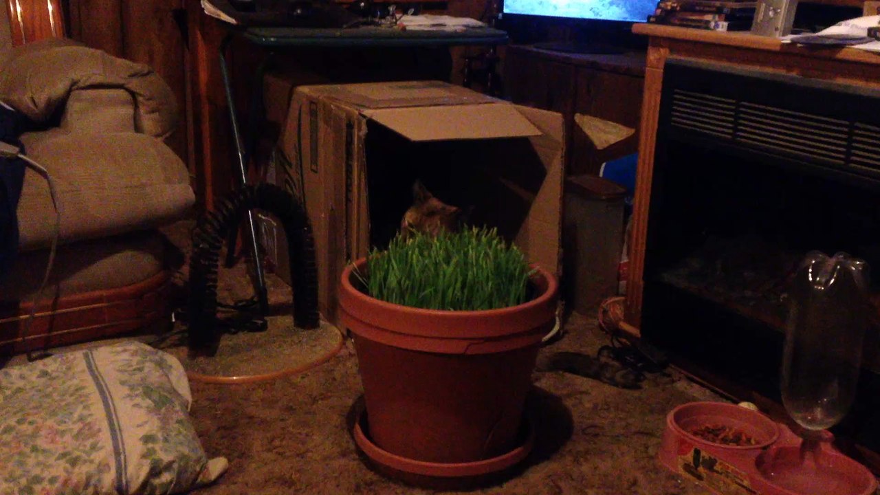 Endo Munching On Cat Grass.