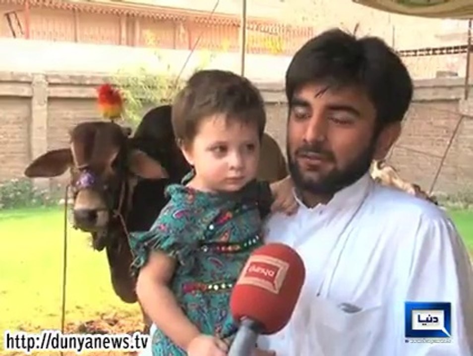 Dunya News-Karachi: Jewelry shops set up to decorate sacrificial animals