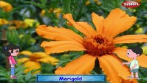 Marigold Rhyme | Flower Rhymes for Children | Nursery Rhymes for Kids | Most Popular Rhyme