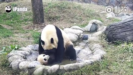 Unlike Tian Tian, this baby panda just doesn't seem enjoy bathing at all