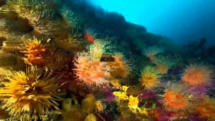 Musica De Fondo Para Monetizar Tus Tutoriales #1 (creative common)