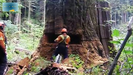 Top 10 cutting down big tree HD 30 minutes