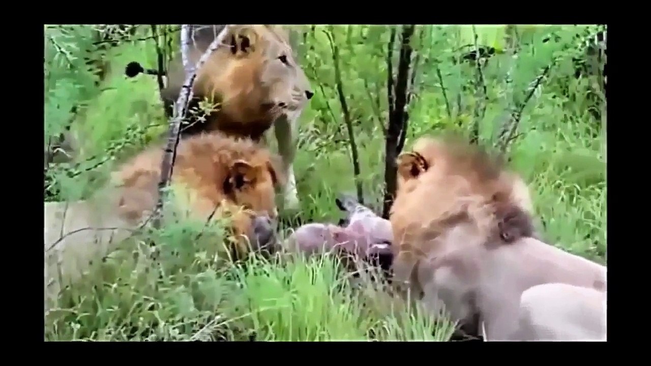 Animals Attack - Best Eagle Attacks! World s Largest & Deadliest - Golden, Bald and Haast s Eagles