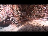 Jellyfish, Coral and Shrimp Captured Beneath Beautiful Turkish Sea