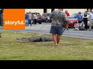 下载视频: Trapper Called to School to Capture Alligator on the Loose