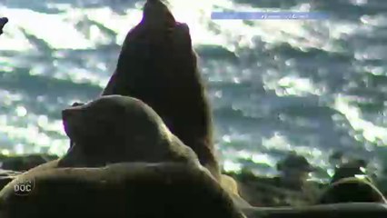 Tasmania Island Sea Lions