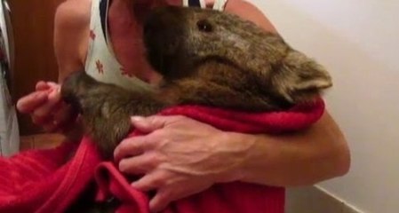 This Old Wombat's Rescue Will Break - and Melt - Your Heart