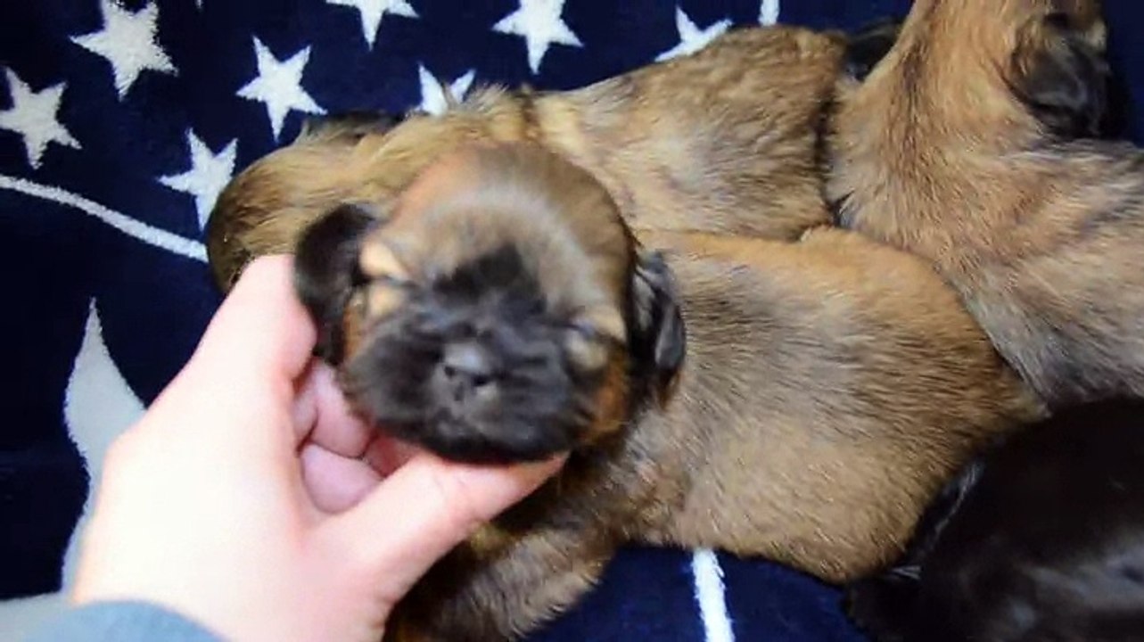 Bébés de Joconde 3 semaines 1/2