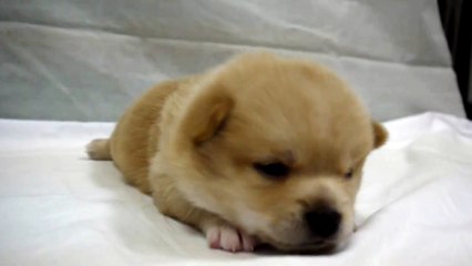 ミックスハーフ犬チワワx豆柴PADOG関東で子犬販売東京ブリーダー