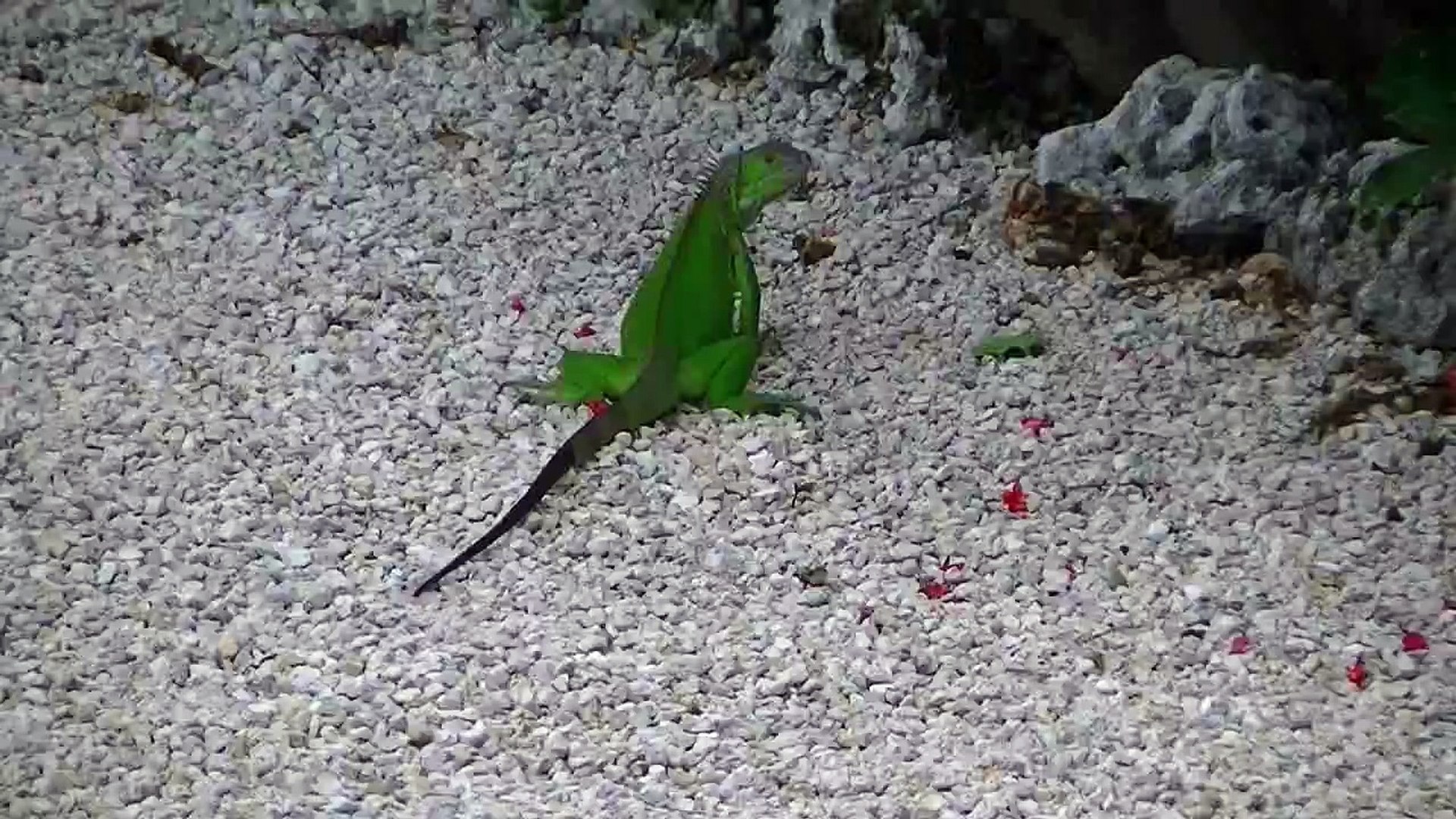 ⁣Iguana in Florida Keys