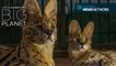 Rescued wild cats get a second chance