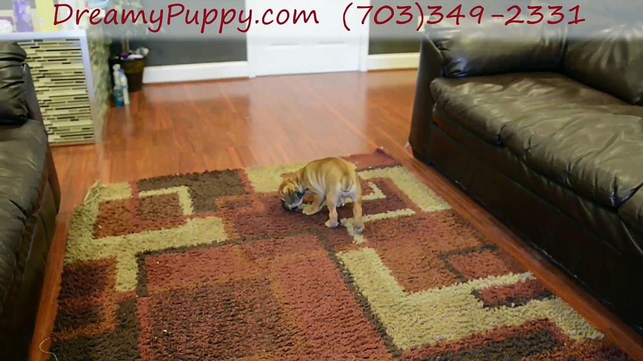 Dreamy Puppy Store The Mini Bulldog - Taking care Tips of The Health of Your Puppies