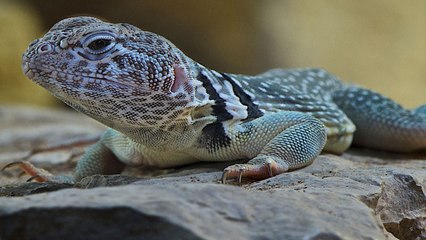 10 Facts About The Most Interesting Reptile In The World