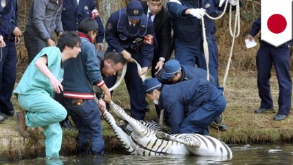 Escaped Zebra has the adventure of a lifetime, then drowns in a golf course water hazard