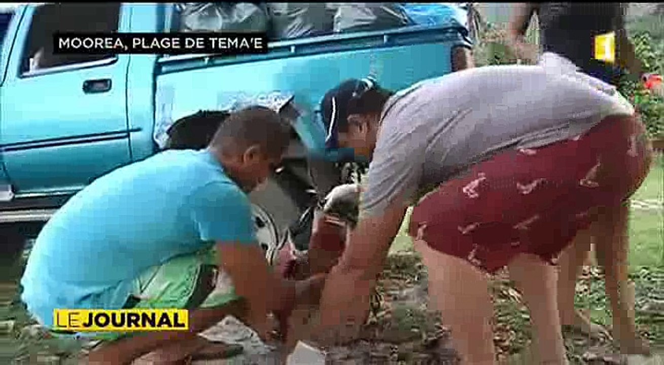 Week-end de Pâques à Moorea : quand le spectacle désole
