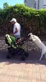 Ce chien promène un bébé debout sur ses 2 pattes