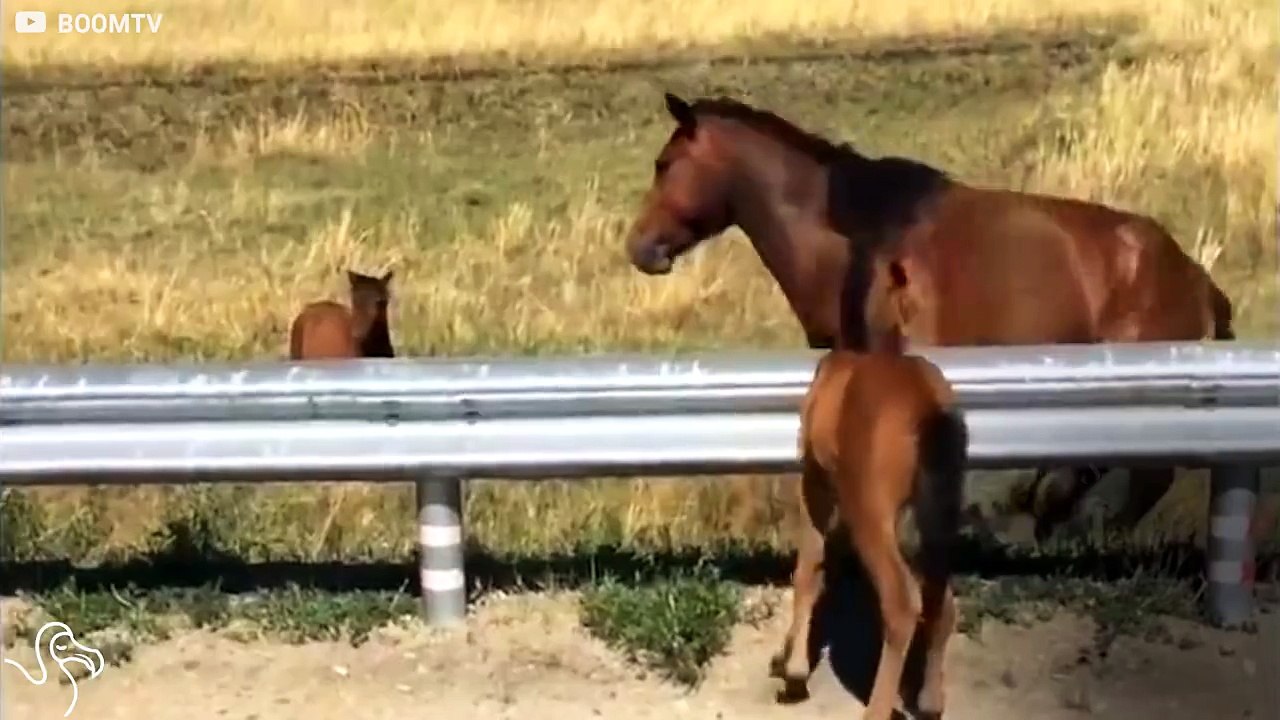 Un homme sauve un bébé cheval coincé sur la route. Beau geste