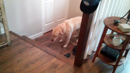 Dog is too nervous to go up the stairs