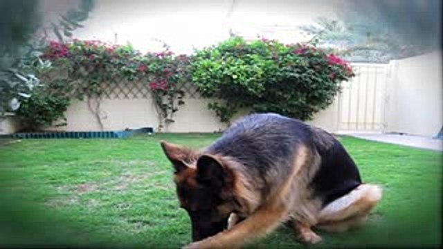 GERMAN SHEPHERD DOES MOST AMAZING DOG TRICKS!!