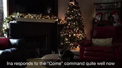 3 month old German Shepherd puppy biting when she doesn't get her way