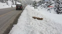 Yol Kenarına Bırakılan Köpekler Açlıktan ve Soğuktan Ölüyor